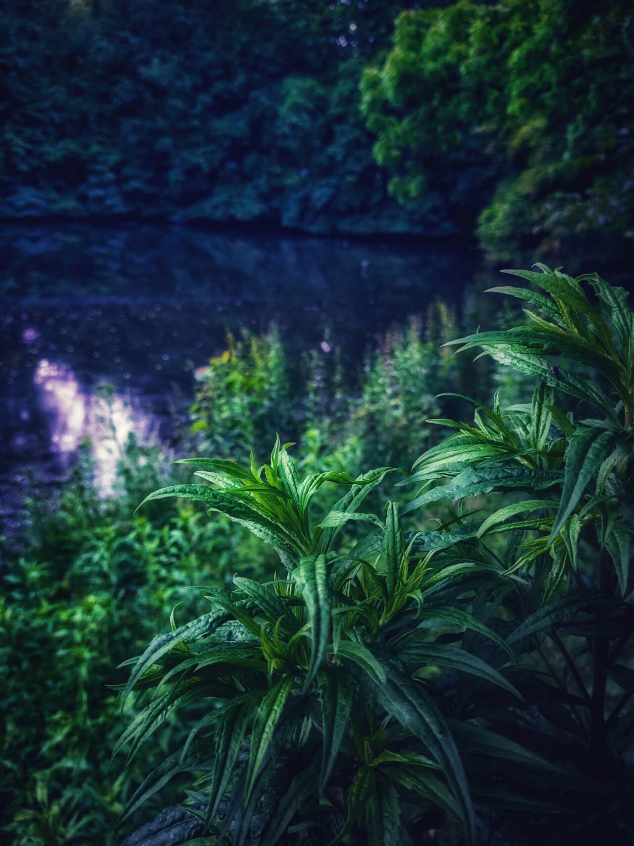An dunklen Wassern von Dirk Schulte